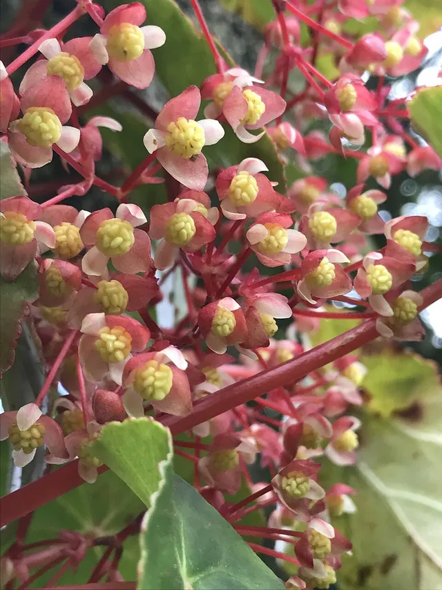 Begonia tropaeolifolia