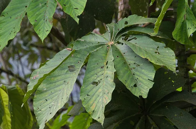 Cecropia pastasana