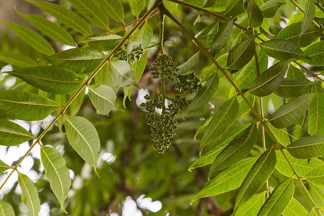 Cedrela angustifolia