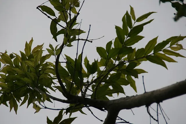 Ginoria nudiflora