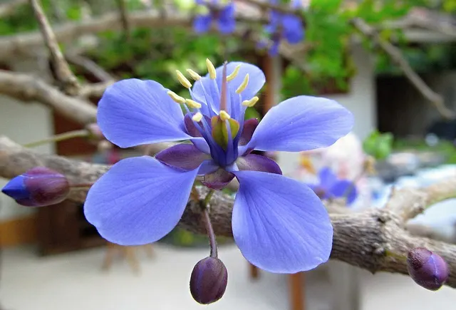 Guaiacum coulteri