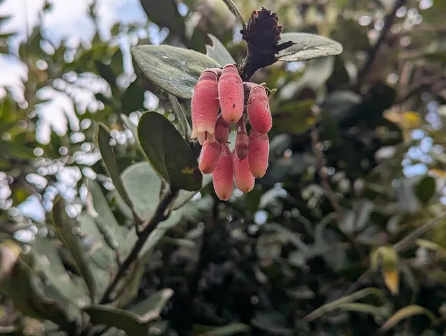 Macleania loeseneriana