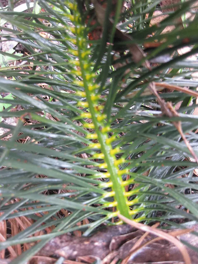 Macrozamia stenomera