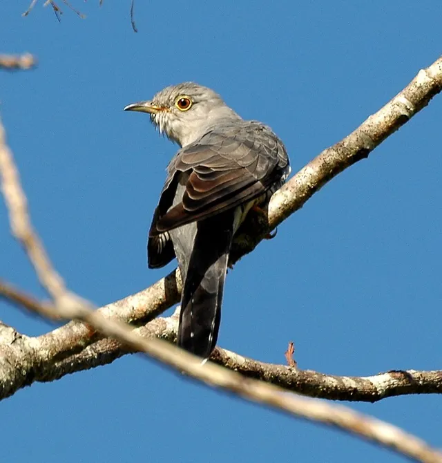 Oriental cuckoo