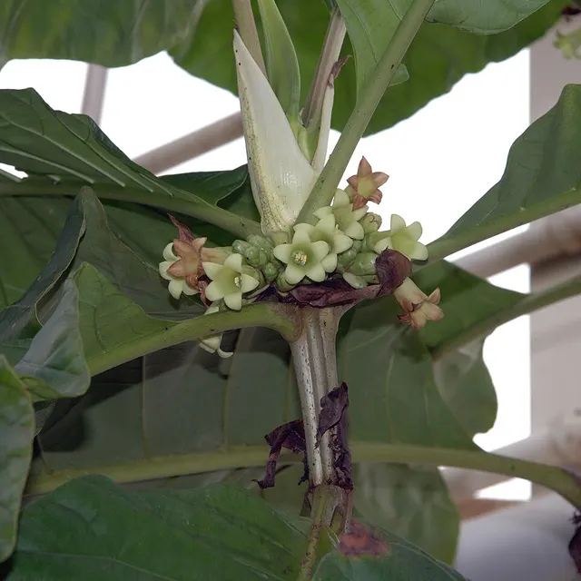 Pentagonia macrophylla