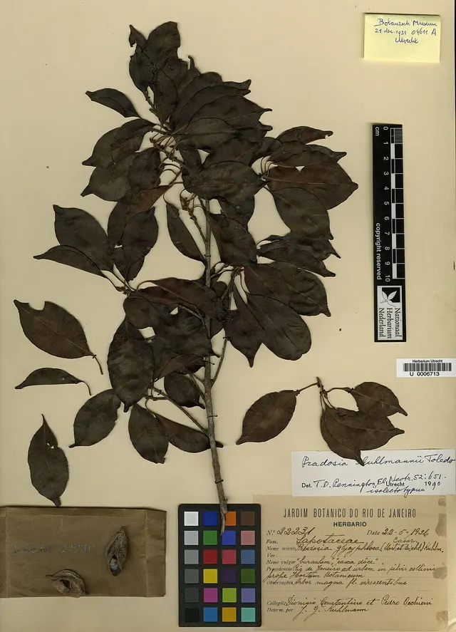 Pradosia kuhlmannii