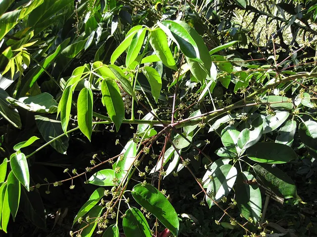 Heptapleurum digitatum