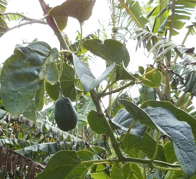 Solanum sibundoyense