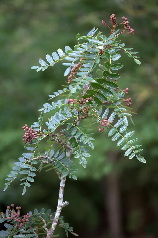 Sorbus wallichii