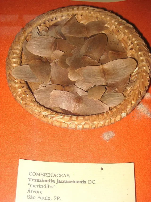 Terminalia januariensis