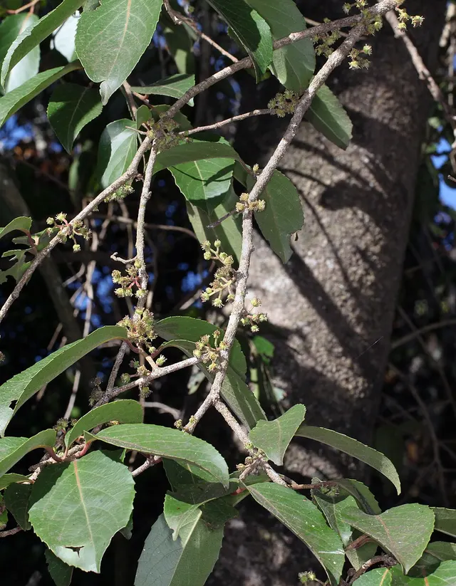 Xylosma crenata