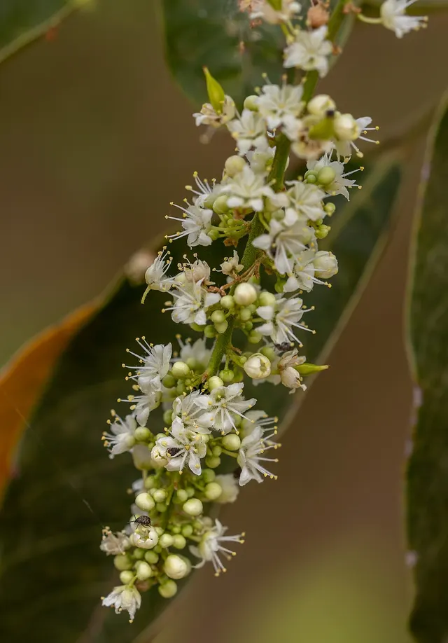 Zollingeria
