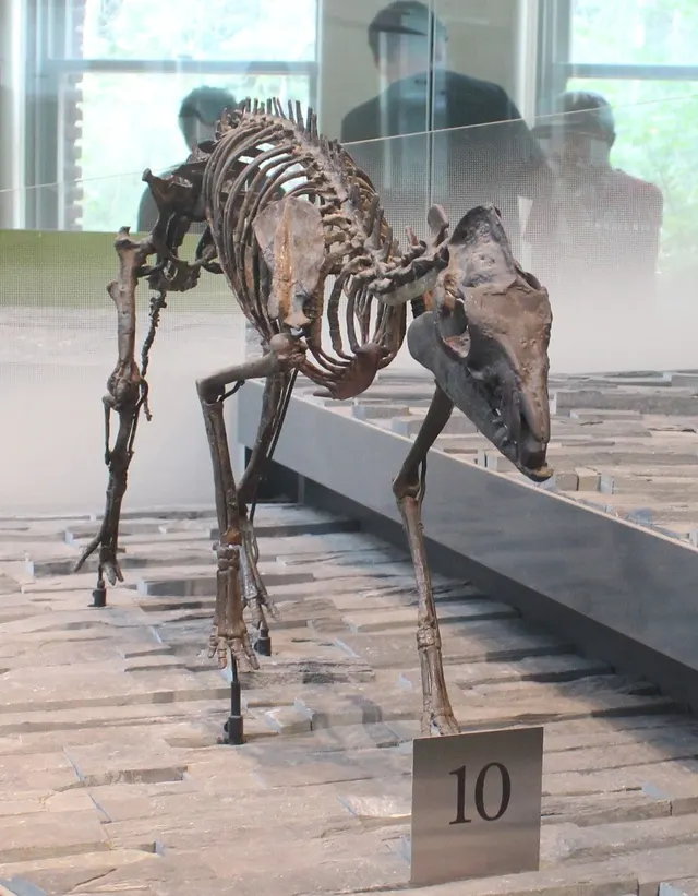 Sifrhippus