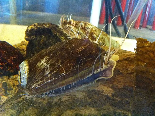 Abalone