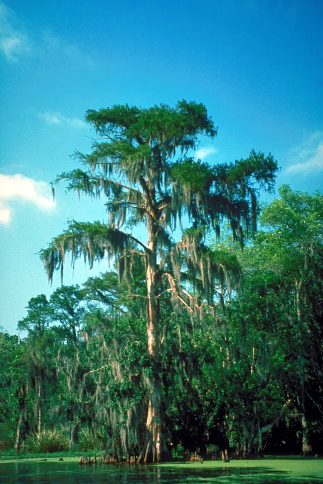 Bükkábrány mummified forest