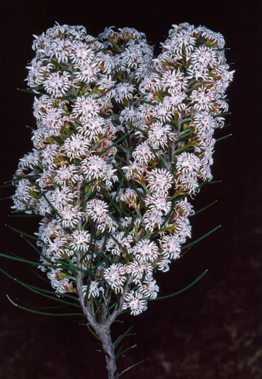 Conospermum acerosum