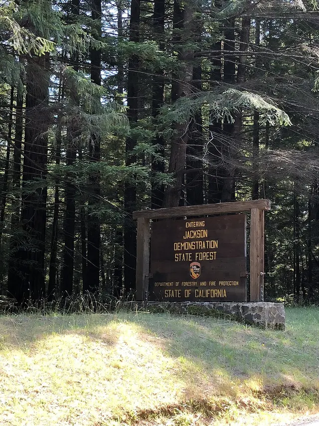 Jackson Demonstration State Forest