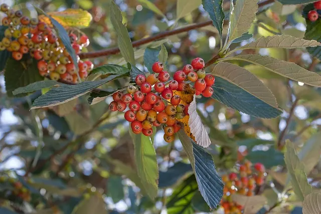 Aria edulis