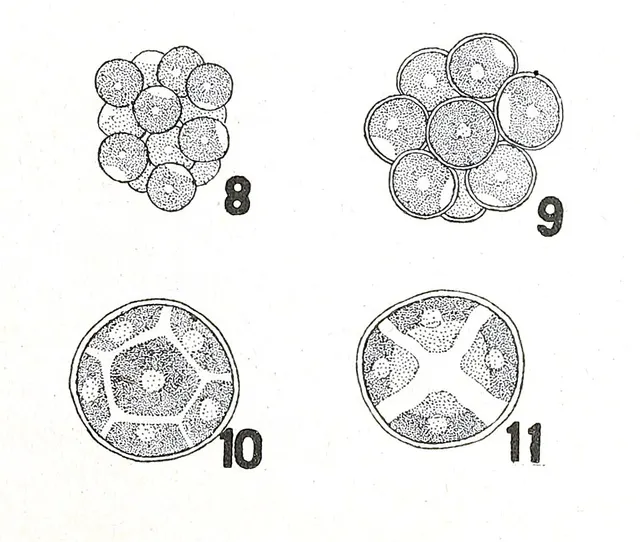 Planktosphaeria