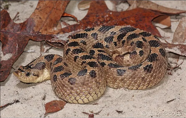 Southern hognose snake