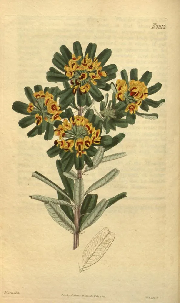 Gastrolobium bilobum