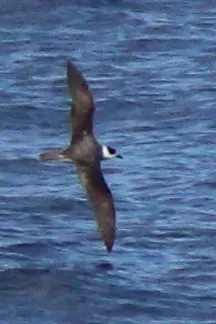 Vanuatu petrel