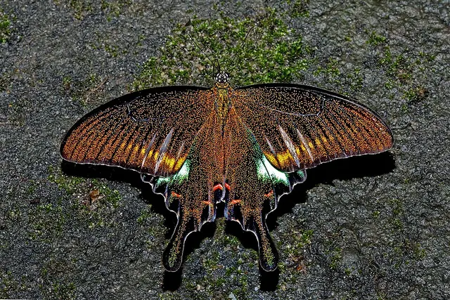Papilio bianor