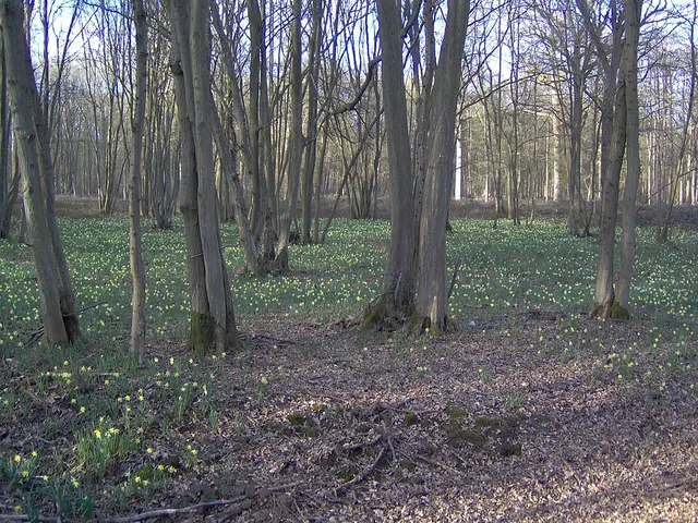 Forest of Sénart