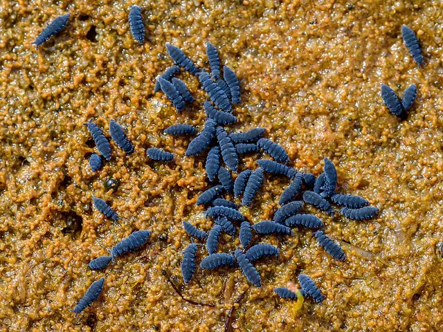 Anurida maritima