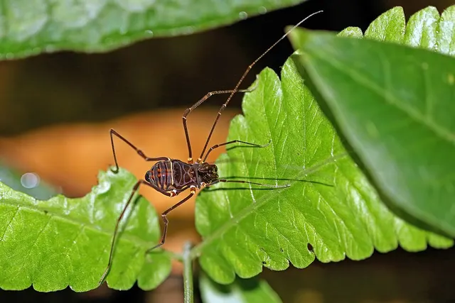 Cranaidae