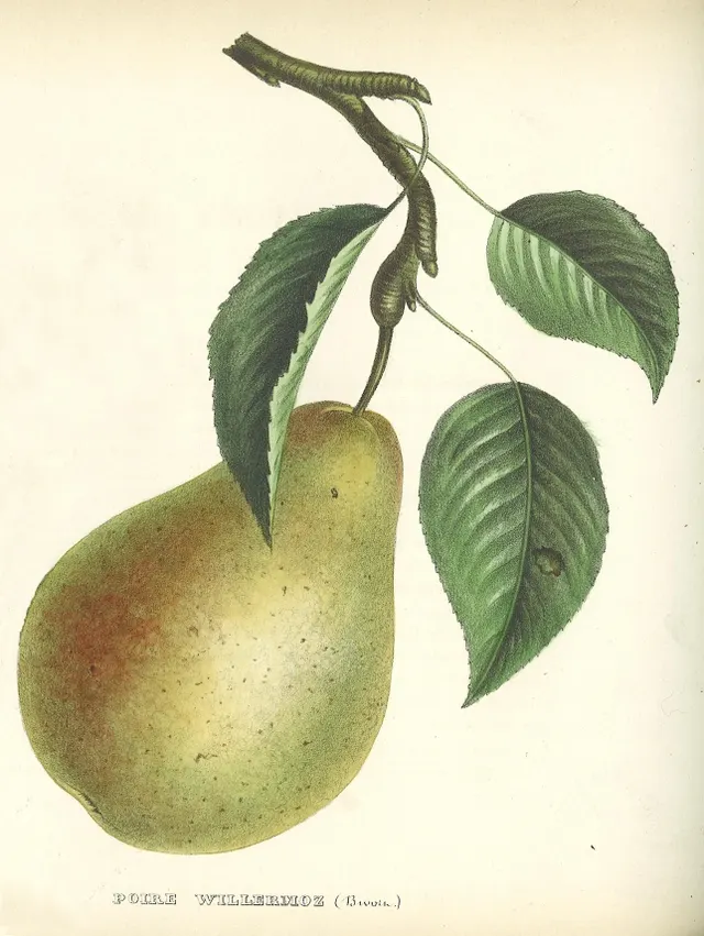 Pomologie