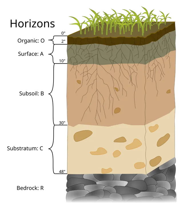 Humus