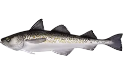 Alaska pollock