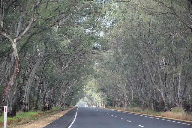 Riddoch Highway
