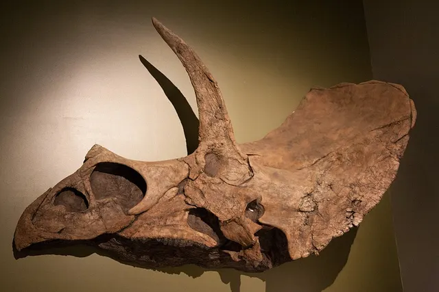 Eotriceratops