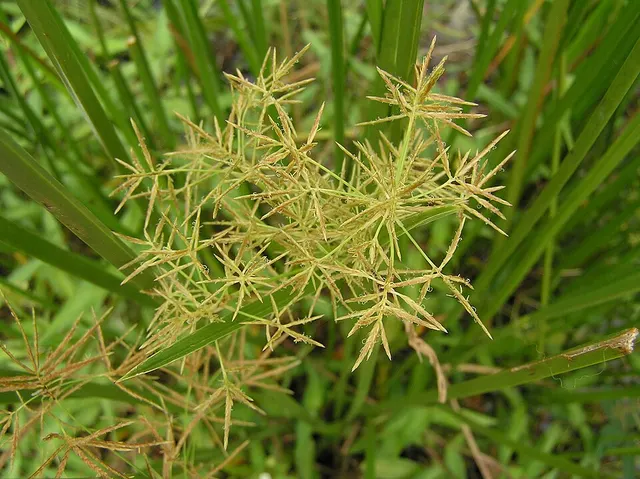 Cyperus malaccensis