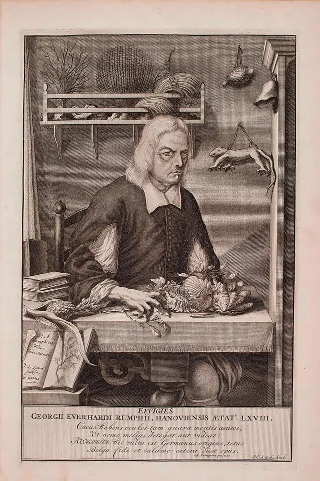 Georg Eberhard Rumphius
