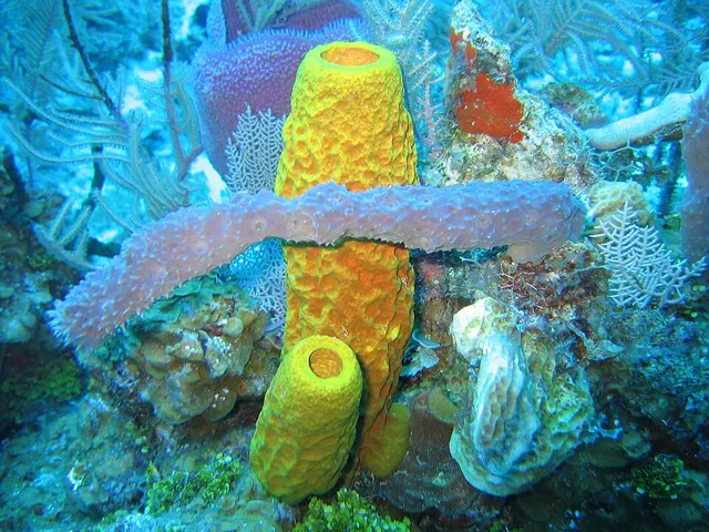 Démosponges