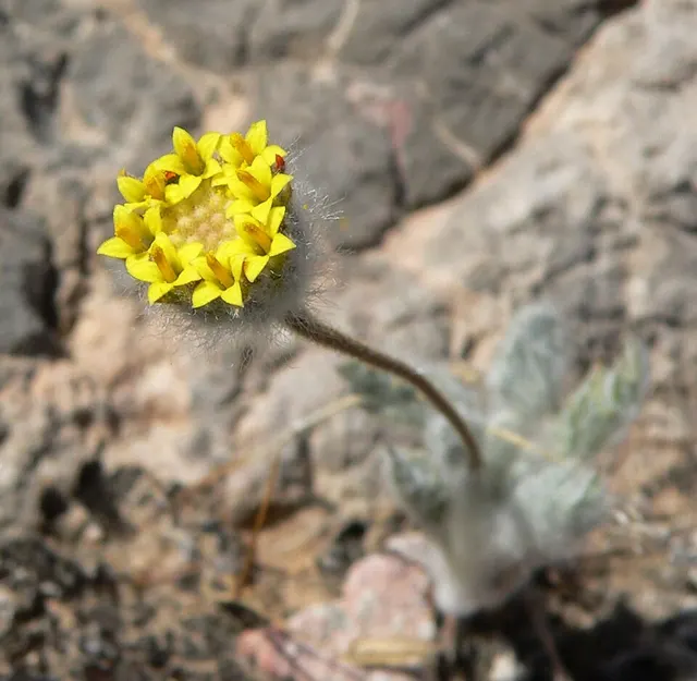 Trichoptilium