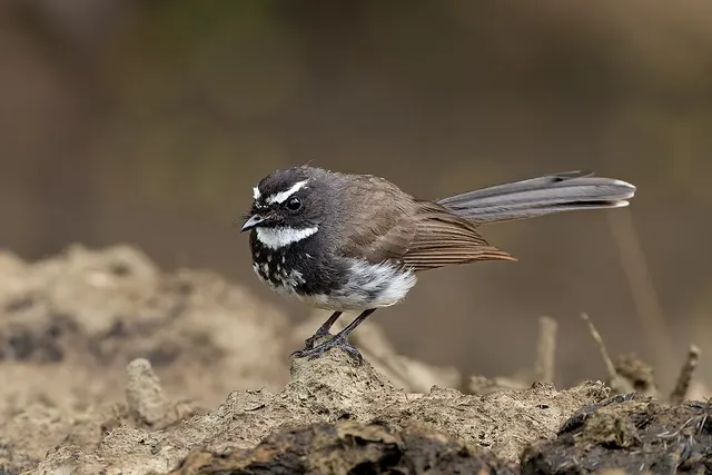 White-spotted fantail
