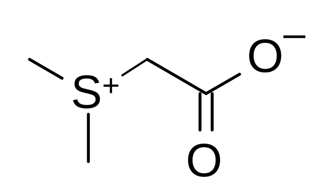 Thetin-homocysteine S-methyltransferase