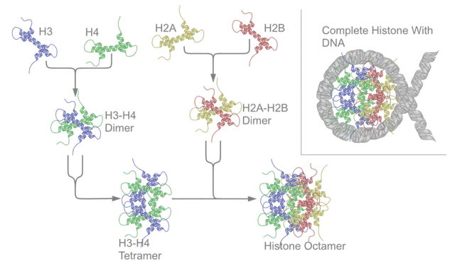 Histone