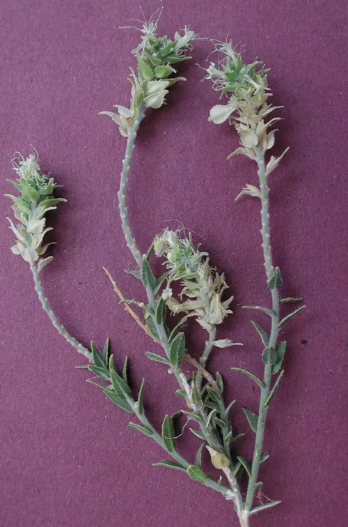 Petalonyx