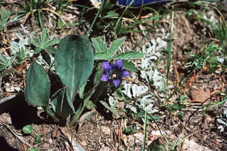 Gentiana parryi