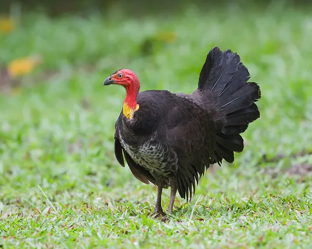 Fowl