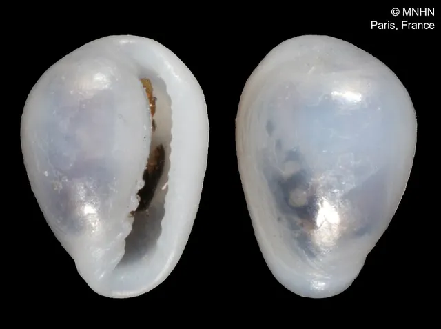 Granulina boucheti