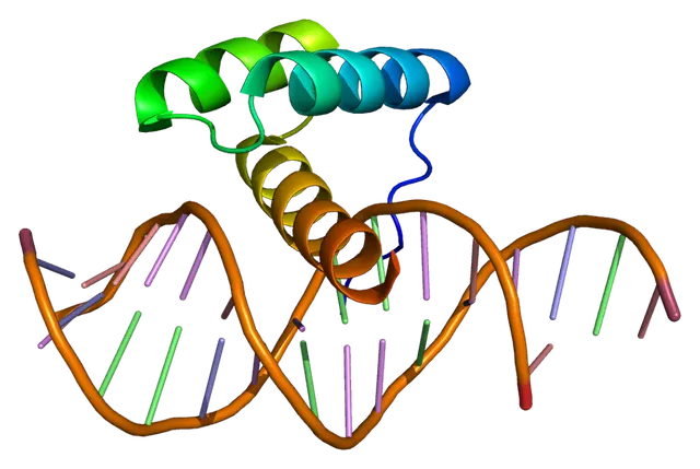 Homeobox protein MSX-1