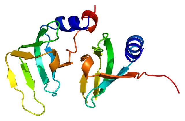 Small nuclear ribonucleoprotein D1