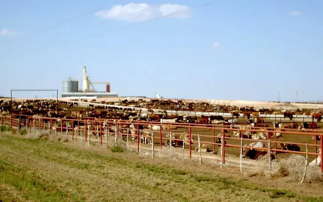 Alimentation animale
