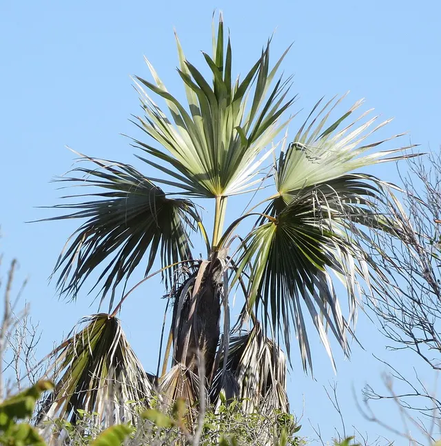 Coccothrinax jamaicensis